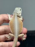 #1538, male, hypo, possible het zero/trans, Witblits Bearded dragon for sale