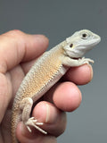 #1538, male, hypo, possible het zero/trans, Witblits Bearded dragon for sale
