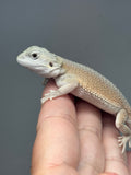 #1538, male, hypo, possible het zero/trans, Witblits Bearded dragon for sale
