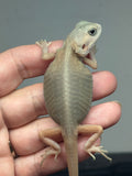 #1539, female, hypo, trans, leatherback, possible het zero, Witblits Bearded dragon for sale