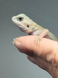 #1539, female, hypo, trans, leatherback, possible het zero, Witblits Bearded dragon for sale