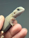 #1539, female, hypo, trans, leatherback, possible het zero, Witblits Bearded dragon for sale
