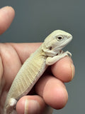 #1540, male, hypo, leatherback, possible het trans/zero, Witblits Bearded dragon for sale
