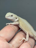 #1540, male, hypo, leatherback, possible het trans/zero, Witblits Bearded dragon for sale