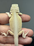 #1540, male, hypo, leatherback, possible het trans/zero, Witblits Bearded dragon for sale