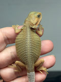 #1541, hypo, trans, possible het zero, Witblits Bearded dragon for sale