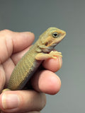 #1541, hypo, trans, possible het zero, Witblits Bearded dragon for sale