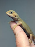 #1541, hypo, trans, possible het zero, Witblits Bearded dragon for sale