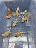 G177, 10 Bearded Dragon wholesale group for sale