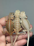 G177, 10 Bearded Dragon wholesale group for sale