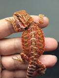 RM908, female, possible het hypo, 75% Red Monster bearded dragon for sale