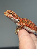 RM908, female, possible het hypo, 75% Red Monster bearded dragon for sale