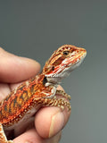 RM908, female, possible het hypo, 75% Red Monster bearded dragon for sale