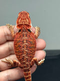 RM909, female, possible het hypo, 75% Red Monster bearded dragon for sale