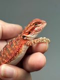 RM909, female, possible het hypo, 75% Red Monster bearded dragon for sale