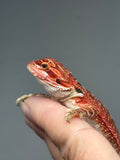 RM909, female, possible het hypo, 75% Red Monster bearded dragon for sale