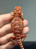RM910, male, possible het hypo, 75% Red Monster bearded dragon for sale
