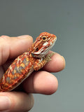 RM910, male, possible het hypo, 75% Red Monster bearded dragon for sale