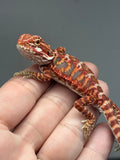 RM910, male, possible het hypo, 75% Red Monster bearded dragon for sale