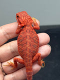RM911, female, hypo, trans, leatherback, 50% Red Monster bearded dragon for sale
