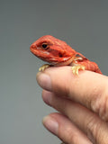 RM911, female, hypo, trans, leatherback, 50% Red Monster bearded dragon for sale