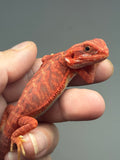 RM911, female, hypo, trans, leatherback, 50% Red Monster bearded dragon for sale