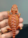 RM912, female, hypo, leatherback, possible het trans, 75% Red Monster bearded dragon for sale