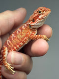 RM912, female, hypo, leatherback, possible het trans, 75% Red Monster bearded dragon for sale