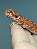 RM912, female, hypo, leatherback, possible het trans, 75% Red Monster bearded dragon for sale