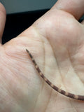 RM912, female, hypo, leatherback, possible het trans, 75% Red Monster bearded dragon for sale