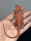 RM912, female, hypo, leatherback, possible het trans, 75% Red Monster bearded dragon for sale