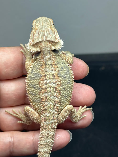 od65-male-hypo-het-zero-het-witblits-het-trans-bearded-dragon-for-sale