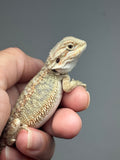 OD65, male, hypo, Het Zero, Het Witblits, het trans, Bearded Dragon for sale