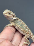 OD65, male, hypo, Het Zero, Het Witblits, het trans, Bearded Dragon for sale