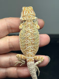 OD66, male, Het Zero, Het Witblits, het trans, Bearded Dragon for sale
