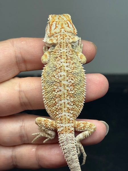 male, Het Zero, Het Witblits, het trans, Bearded Dragon for sale