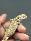 OD66, male, Het Zero, Het Witblits, het trans, Bearded Dragon for sale