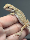 OD66, male, Het Zero, Het Witblits, het trans, Bearded Dragon for sale