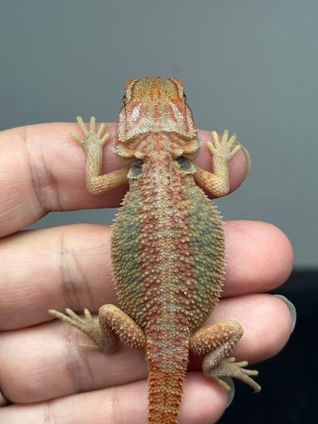 od67-male-hypo-trans-het-zero-het-witblits-bearded-dragon-for-sale