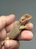 OD67, male, hypo, trans, Het Zero, Het Witblits, Bearded Dragon for sale