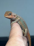 OD67, male, hypo, trans, Het Zero, Het Witblits, Bearded Dragon for sale