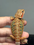 OD68, male, hypo, trans, Het Zero, Het Witblits, Bearded Dragon for sale