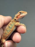 OD68, male, hypo, trans, Het Zero, Het Witblits, Bearded Dragon for sale