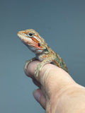 OD68, male, hypo, trans, Het Zero, Het Witblits, Bearded Dragon for sale