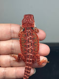 RM913, female, possible het hypo, 50% Red Monster bearded dragon for sale