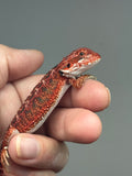 RM913, female, possible het hypo, 50% Red Monster bearded dragon for sale