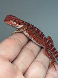 RM913, female, possible het hypo, 50% Red Monster bearded dragon for sale