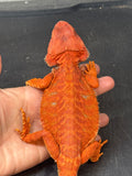 RM914, unsexed, hypo, leatherback, 50% Red Monster bearded dragon for sale