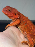 RM914, unsexed, hypo, leatherback, 50% Red Monster bearded dragon for sale