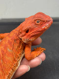 RM914, unsexed, hypo, leatherback, 50% Red Monster bearded dragon for sale